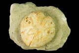 Sea Urchin (Lovenia) Fossil on Sandstone - Beaumaris, Australia #144377-1